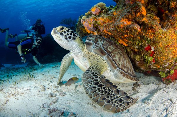 Quelle croisière offre des séminaires sur la conservation des tortues marines en mer?
