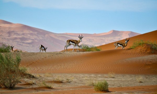 Comment organiser une visite des parcs nationaux de la Namibie ?
